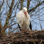 Storch