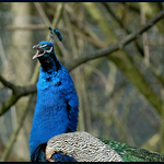 Pfau