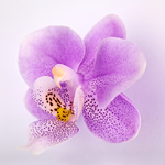 Orchideen