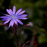 Alpenblumen