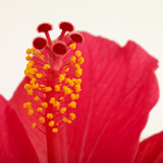 Hibiskusblüte 