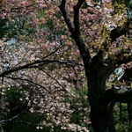 Ueno Park