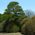 Kōraku-en  Garden (Okayama)