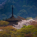 Kiyomizu Tempel