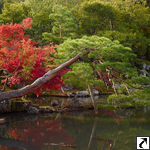 Tenryu-ji Tempel im Frühling (Kyoto)