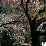 Ueno Park (Tokyo)