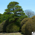 Kōraku-en  Garden (Okayama)