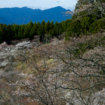 CF002194