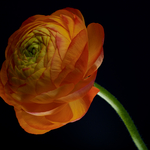 Ranunculus