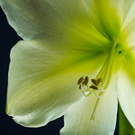 Amaryllis gelb