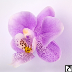 Orchideen