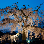 Maruyama Park