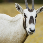 Arabische Oryx