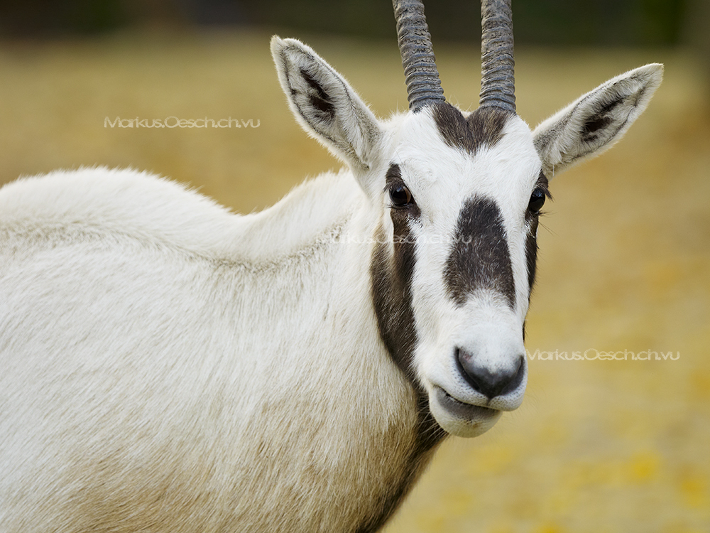 Arabische Oryx
