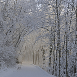 Waldweg