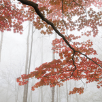 Nikko-Herbstwald