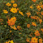 CF011707