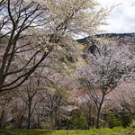 CF002257