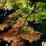 Herbst in Koyosan