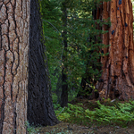 Sequoia National Forest - Californien