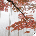 Nikko-Herbstwald