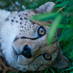 Gepard