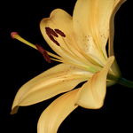 Lilien