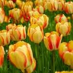 Tulpen