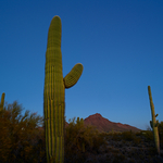 Saguaro National Park - Arizona