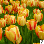 Tulpen