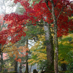 Miyajima-Herbstwald