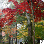 Miyajima-Herbstwald
