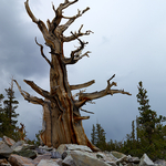 Great Basin NP