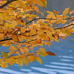 DSD_0833