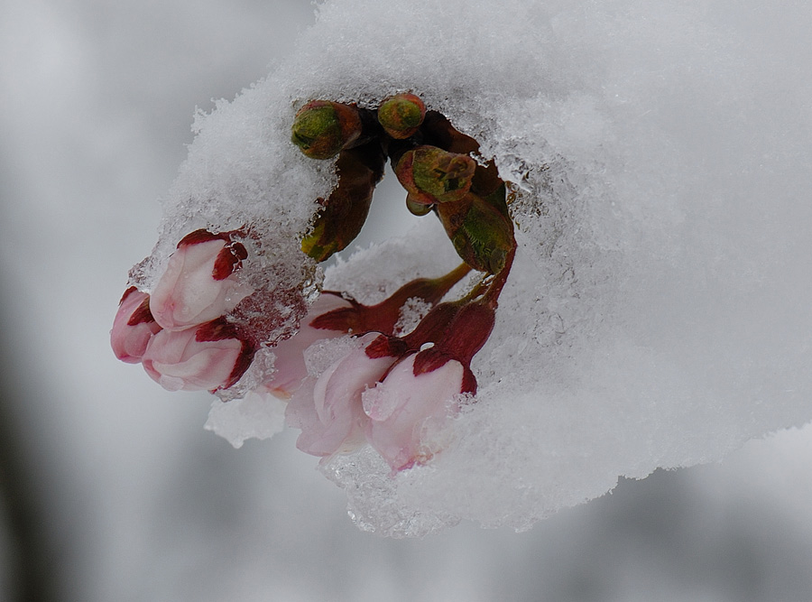 Kirschblütenknospe im Schnee (Japan)