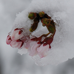 Kirschblütenknospe im Schnee (Japan)