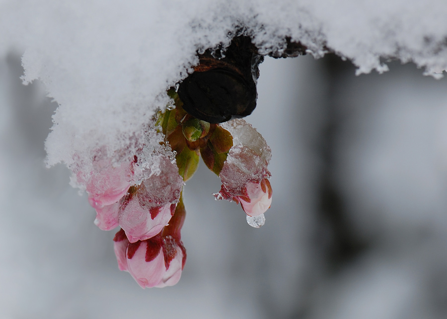 Kirschblütenknospe im Schnee (Japan)