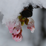 Kirschblütenknospe im Schnee (Japan)