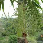 PICT0923.JPG
